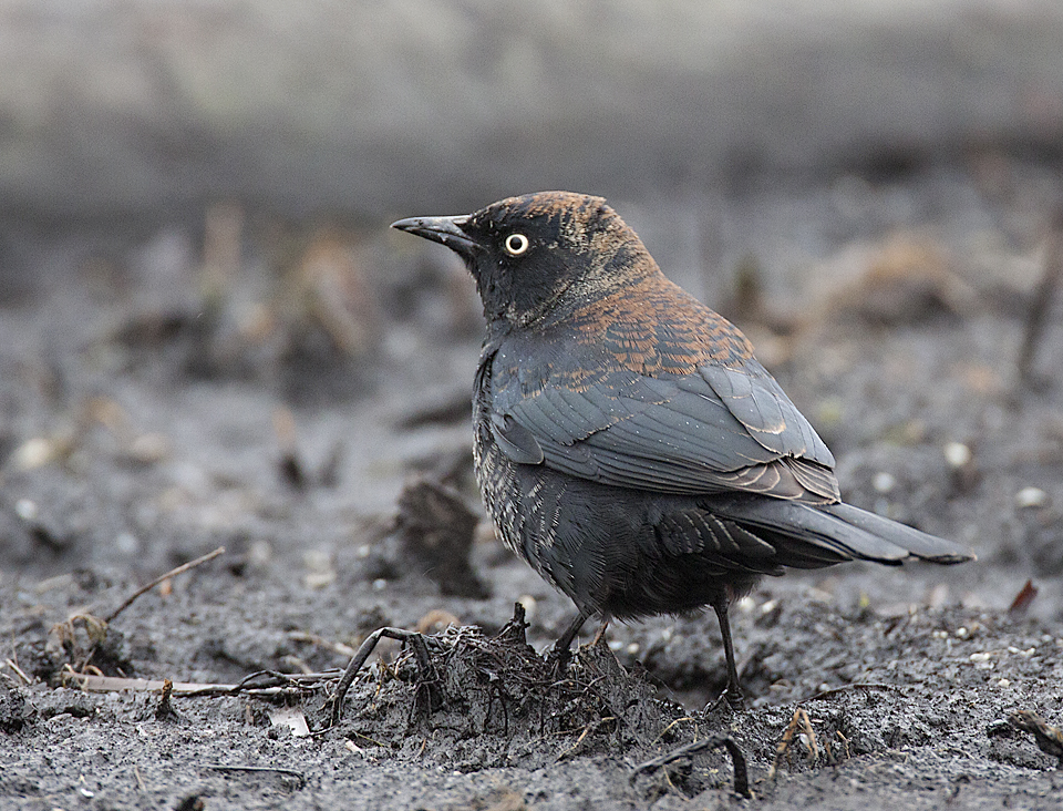 Male Rusty Blackbird