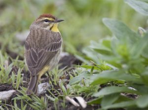 Palm warbler in its' breeding plumage