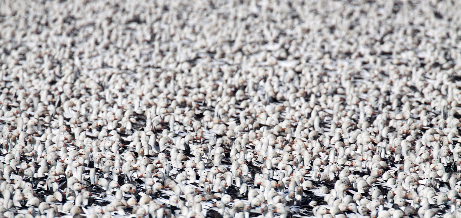 Thousands of Snow Geese Carlyle lake Illinois