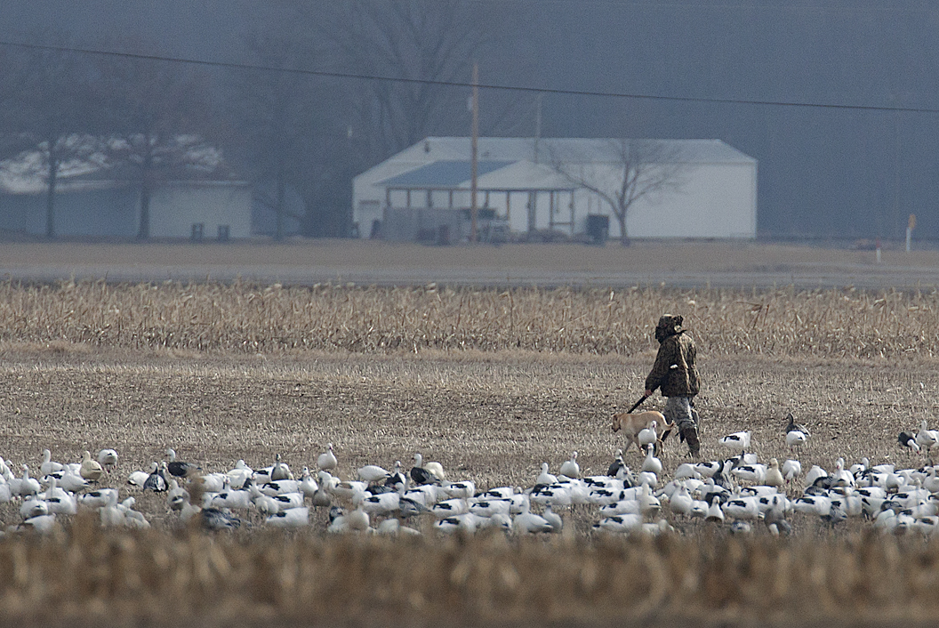 Snow Goose Hunt