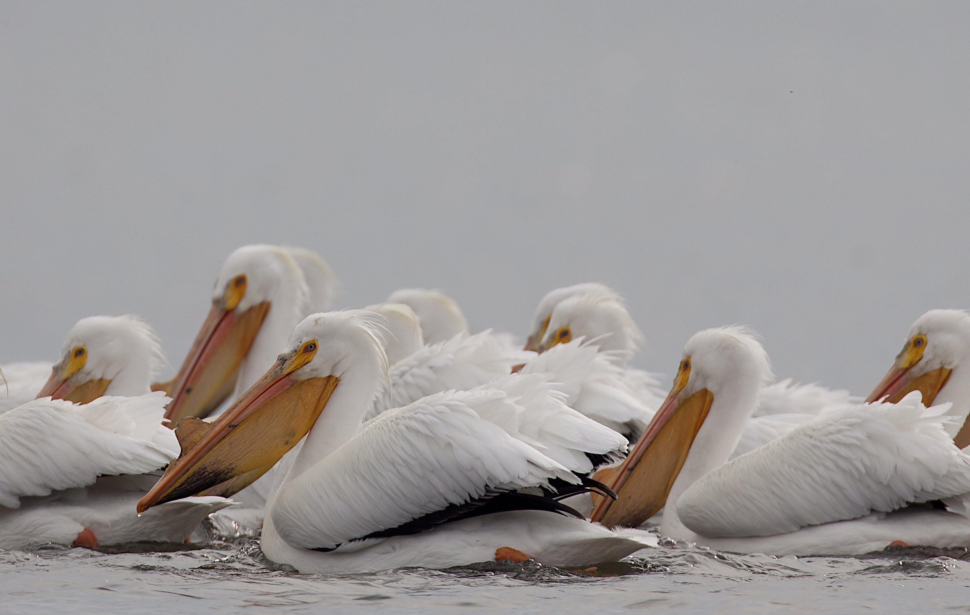 Pelicans swimming at Black Oak Bayou of the LaSalle Fish & Wildlife Area