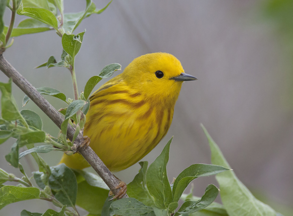 Male Yellow-warbler