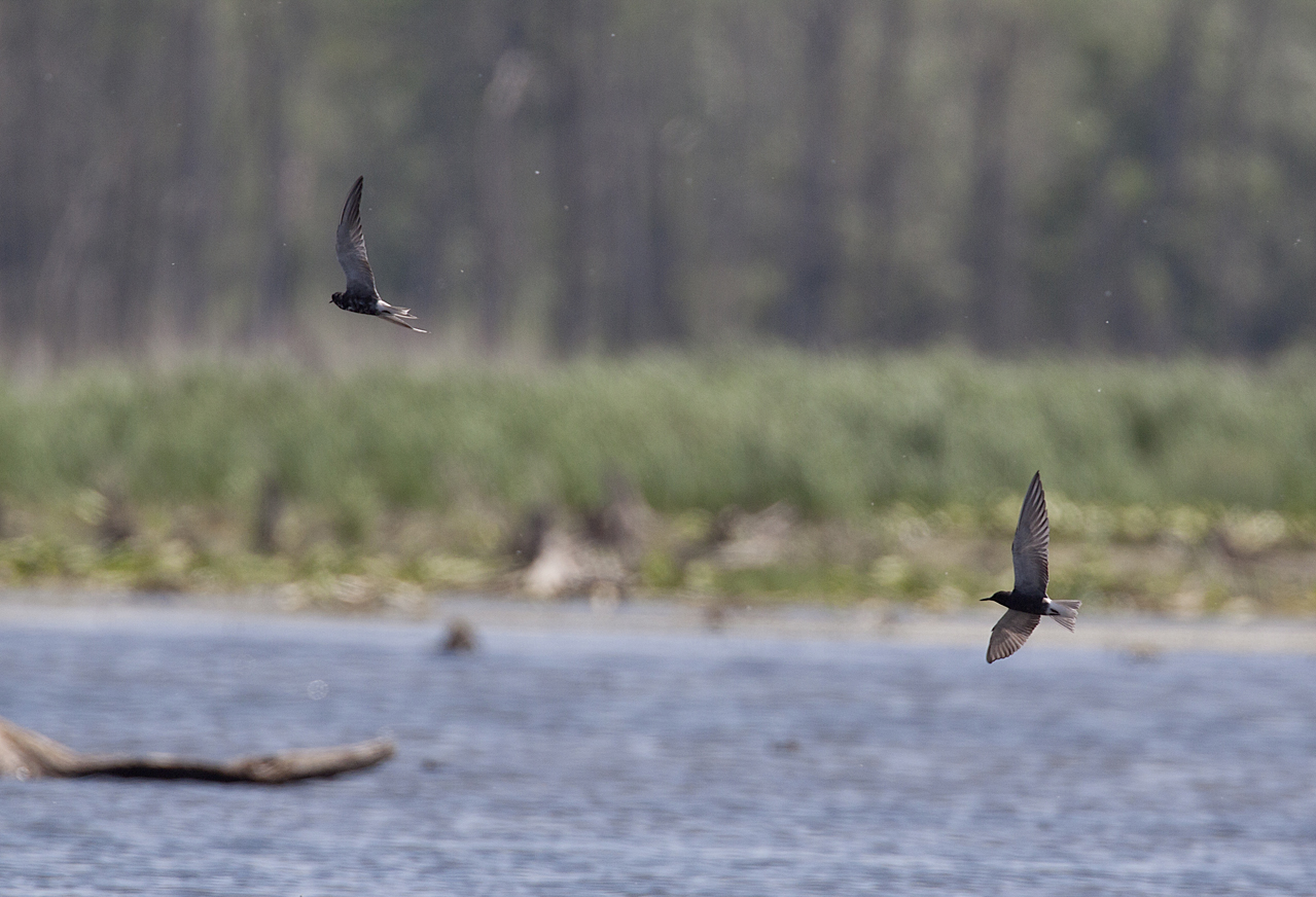Black Terns Hunting 