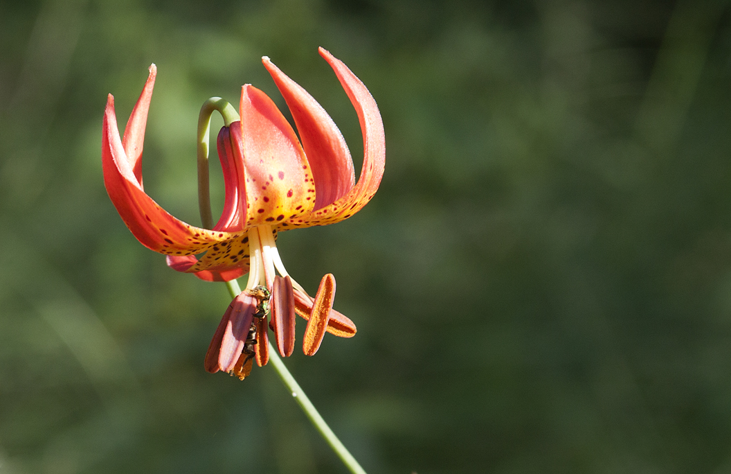 Michigan Lily Flower