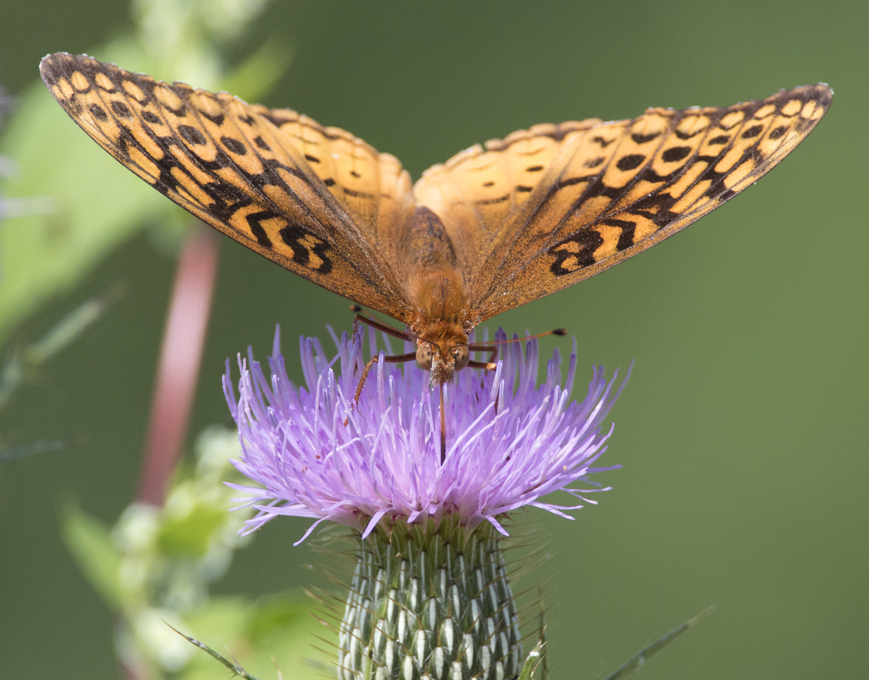 Great Spangled Fritillary butterfly