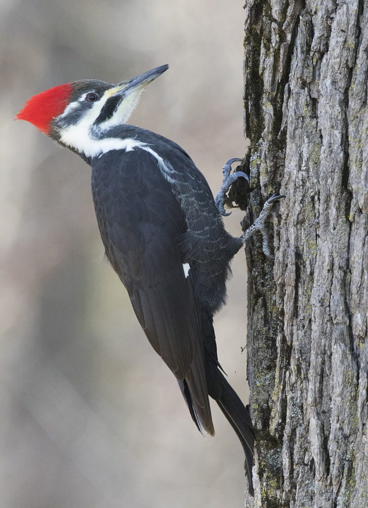 Pileated woodpecker with its' large vibrant red crest
