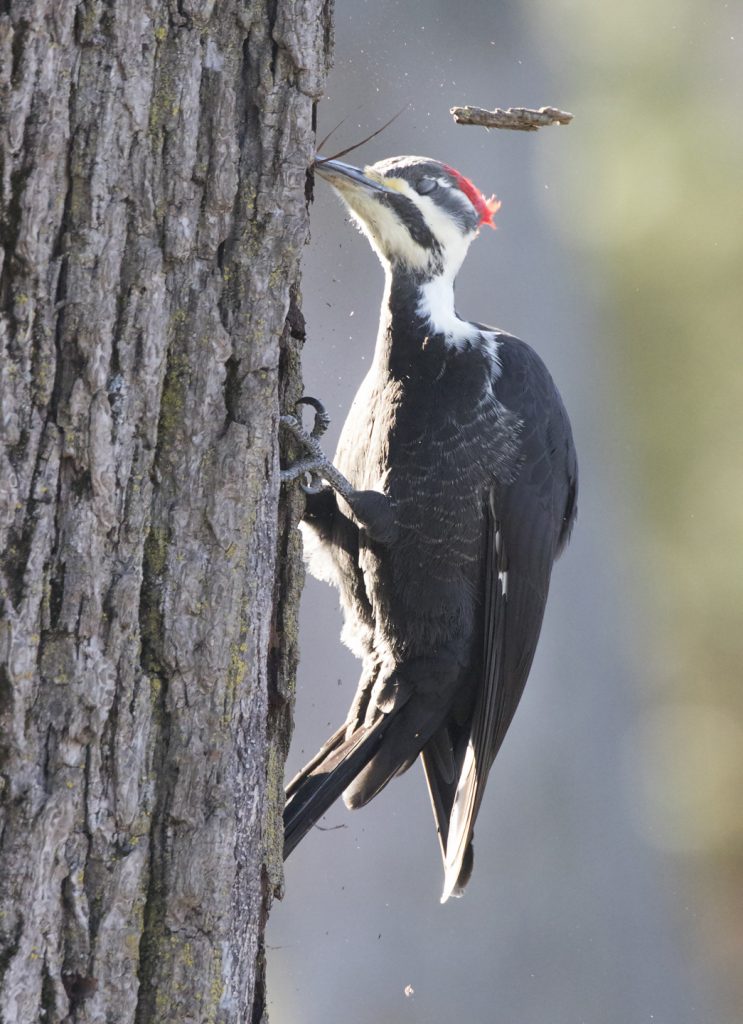 Debris flying away from the powerful impact from the woodpeckers' chisel like beak.