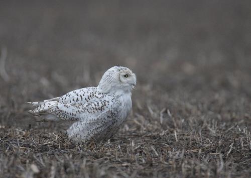 Snowy Owls of Iroquois County