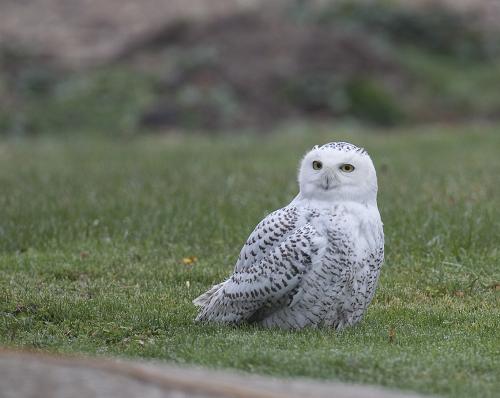 Snowy Owls of Iroquois County
